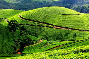 Pearls of Munnar – A Guide to Souvenir Shopping in the City