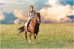 Cannabidiol 101: How To Find The Best Quality CBD Oil For Horses